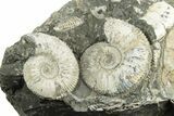 Jurassic Ammonite (Kosmoceras) Cluster - England #243469-1